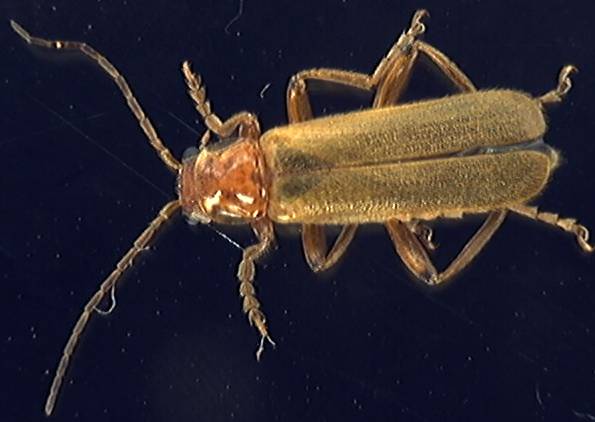 Cantharis pallida